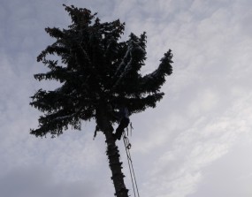 oben auf dem Baum