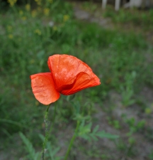 Erste Blume im Garten