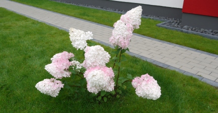 Hortensie: von Vanille zu Fraise